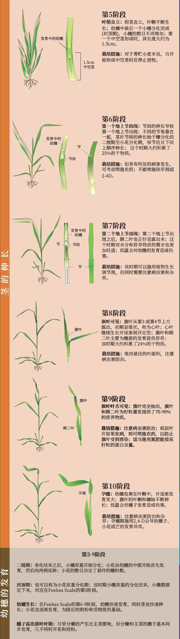 从发芽到成熟,小麦生长发育图解!栽培措施看