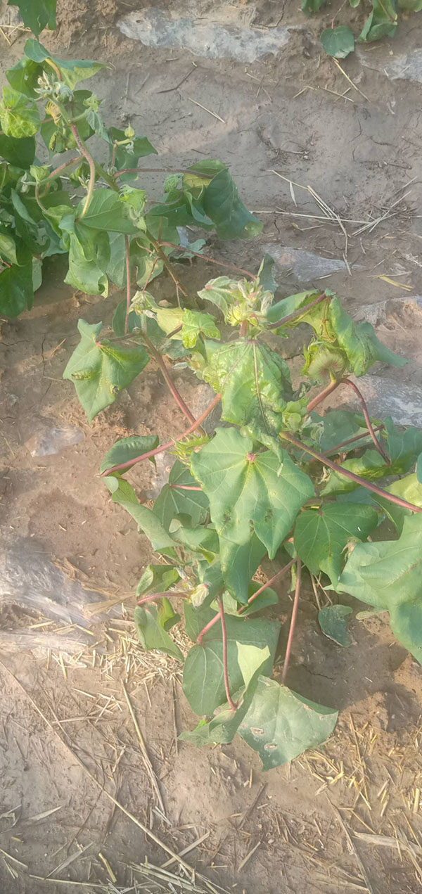 主要是降水土壤湿度有利于黄萎病菌的快速繁殖,造成棉花维管